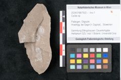 Foto (Objekt + Etikett) von Cyclas sp. (NHMW-GEO-2024-0188-7922)